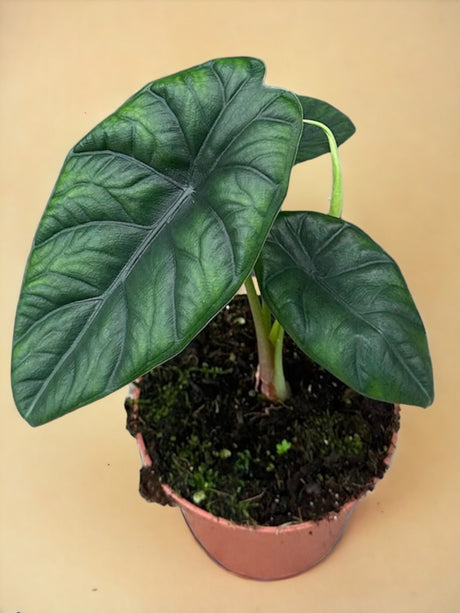 Livraison plante Alocasia Puncak Borneensis