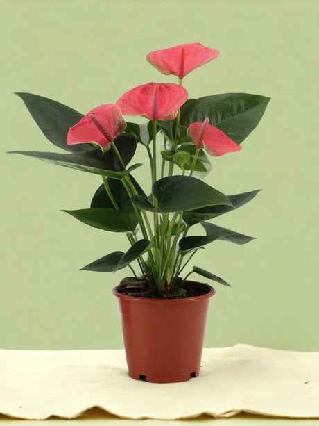 Livraison plante Anthurium rouge - Le rêveur