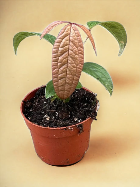 Livraison plante Anthurium Arisaemoides