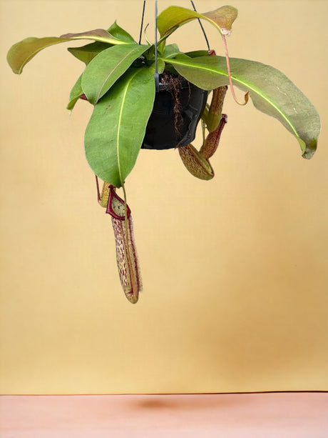 Livraison plante Nepenthes Monkey Jars