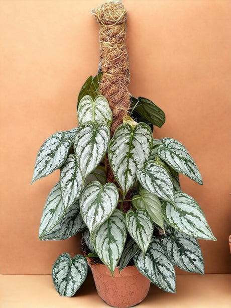 Livraison plante Philodendron Brandtianum