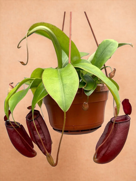 Livraison plante Nepenthes Monkey Jars Diana