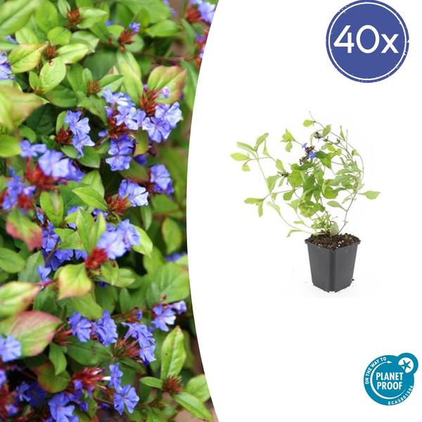 Plumbago de Chine