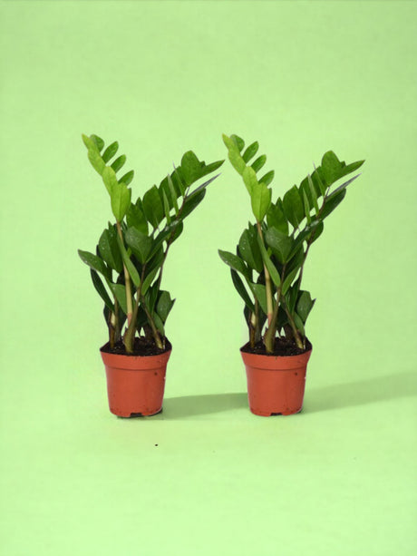 Livraison plante Box - Duo de Zamioculcas Zamiifolia