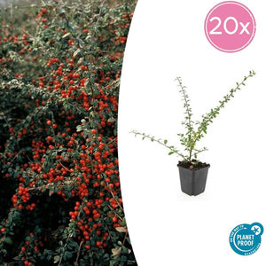 Cotonéaster de Dammer 'Coral Beauty'