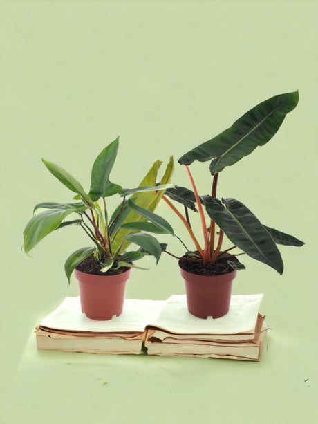 Livraison plante Box - duo philodendron rare