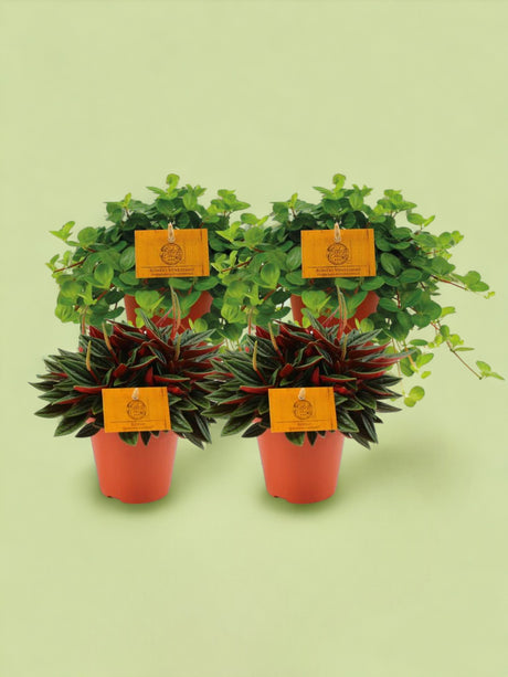 Livraison plante Box - Peperomia lovers x 4