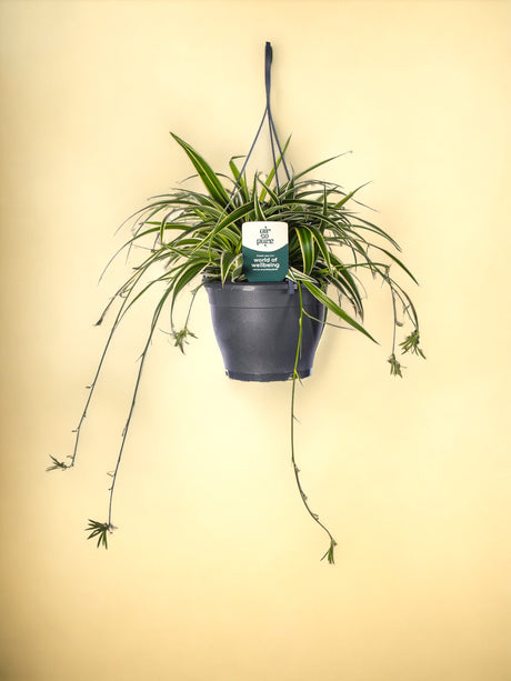 Livraison plante Chlorophytum Com 'Vittatum'