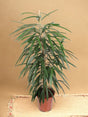 Livraison plante Ficus - Le Grand Alii h100cm