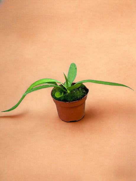 Livraison plante Anthurium Vittarifolium