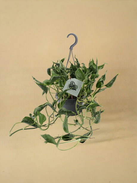 Livraison plante Epipremnum Pinnatum Aureum Shangri-La 