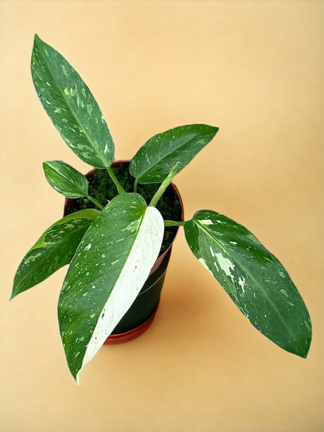 Livraison plante Philodendron Jose Buono 