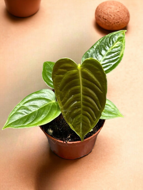 Livraison plante Anthurium Veitchii 