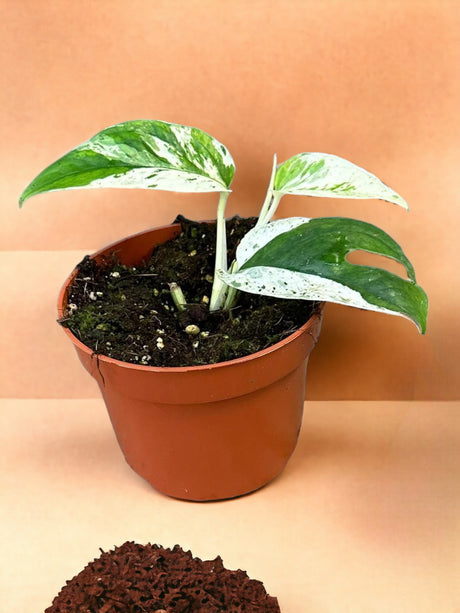 Livraison plante Epipremnum Pinnatum Marble Variegata