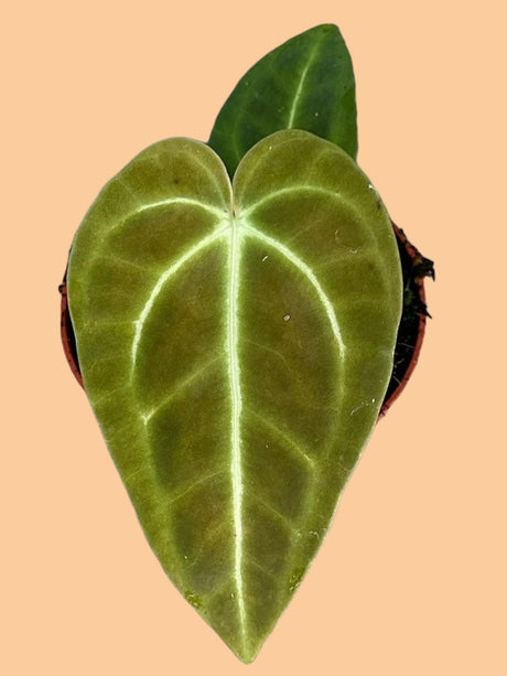 Livraison plante Anthurium Veitchii
