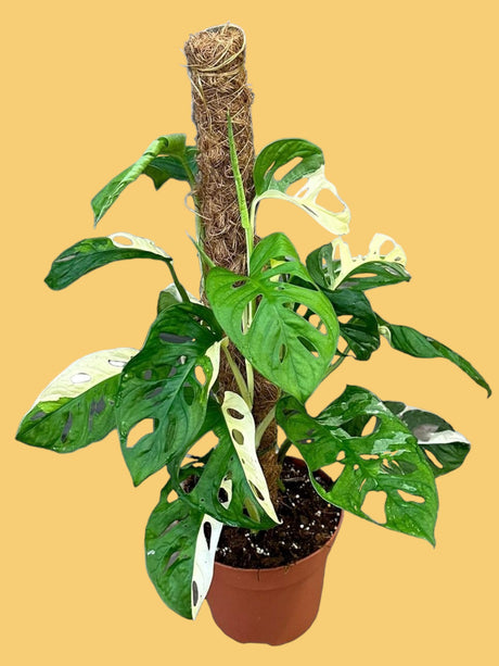 Livraison plante Monstera Adansonii Variegata