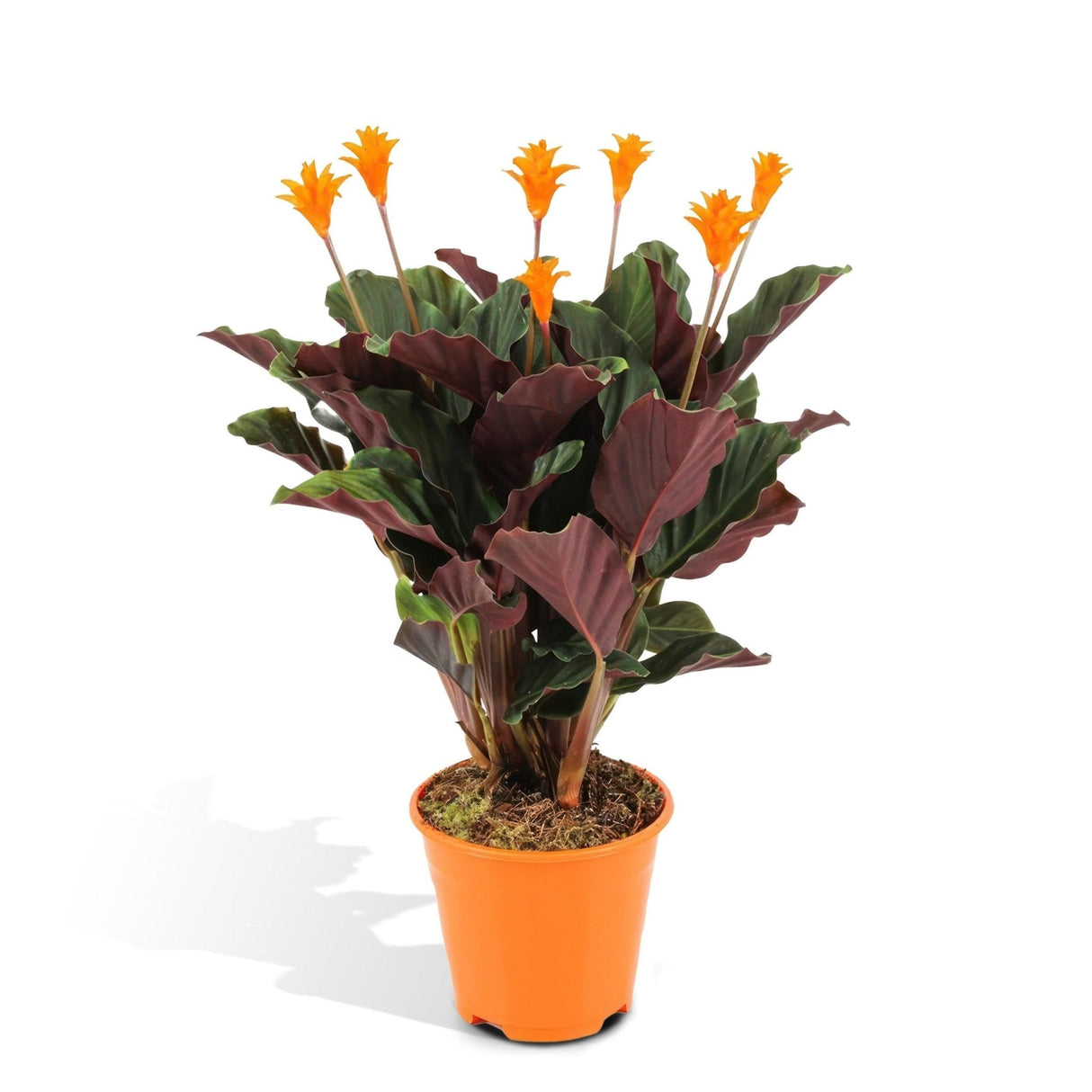 Calathea Crocata : Plante Exotique aux Fleurs Orange Lumineuses – La Green  Touch