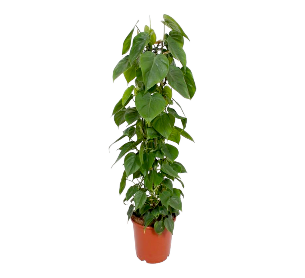 Philodendron Scandens h120cm