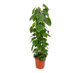 Philodendron Scandens h120cm