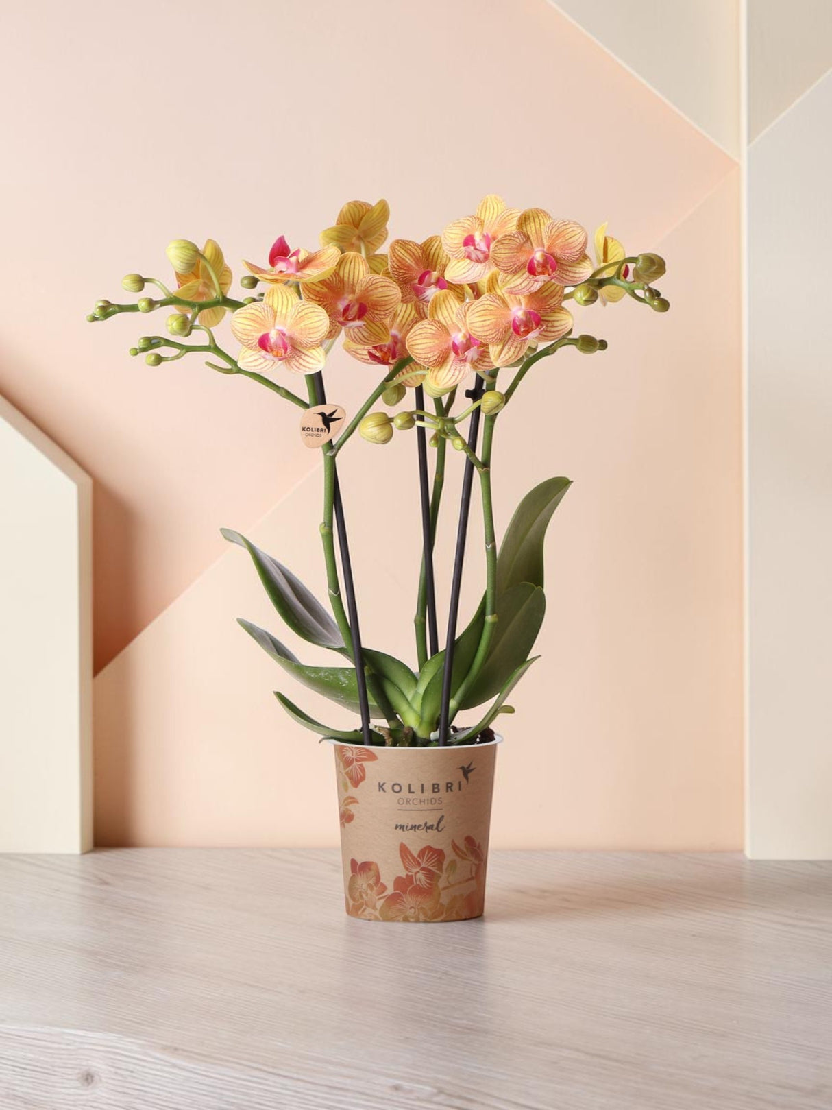 Orchidée orange