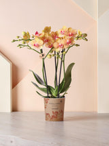 Orchidée orange