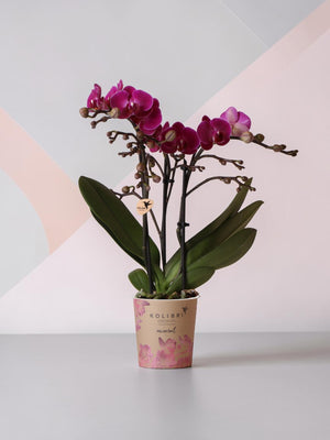 Orchidée violette