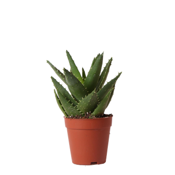 Aloë Brevifolia h20cm - succulente