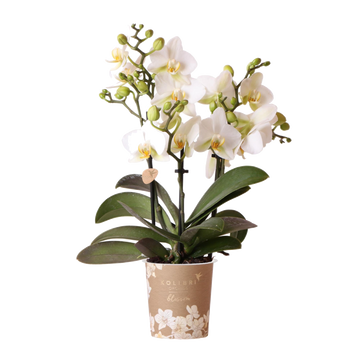 Orchidée Phalaenopsis blanche Blossom Lausanne - H 35 cm, pot Ø9 cm