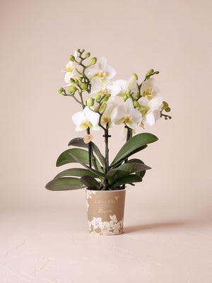 Orchidée blanche - plante d'intérieur
