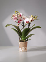 Orchidée blanche et rose - plante d'intérieur