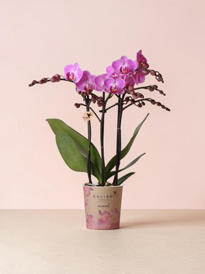 Orchidée rose - plante d'intérieur