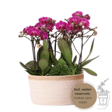 Livraison plante Composition dans un panier en coton avec réservoir d'eau de 3 orchidées violettes et 3 Rhipsalis
