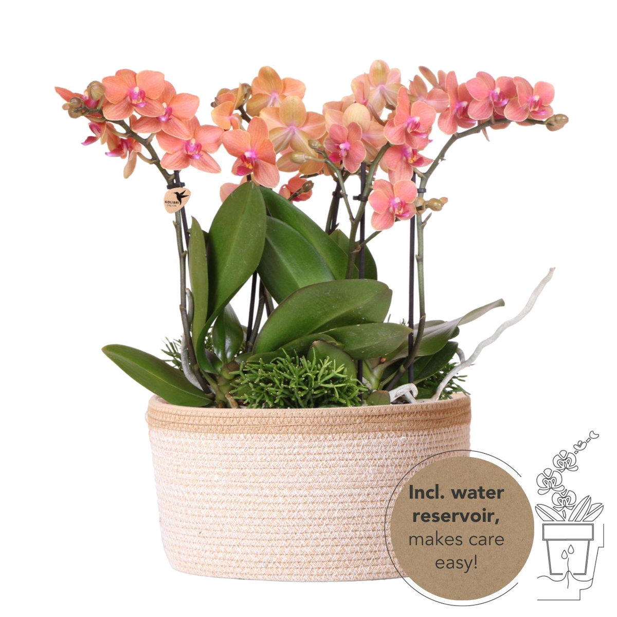 Livraison plante Set de 3 orchidées orange et 3 Rhipsalis dans un panier en coton avec réservoir d'eau