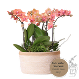 Livraison plante Set de 3 orchidées orange et 3 Rhipsalis dans un panier en coton avec réservoir d'eau