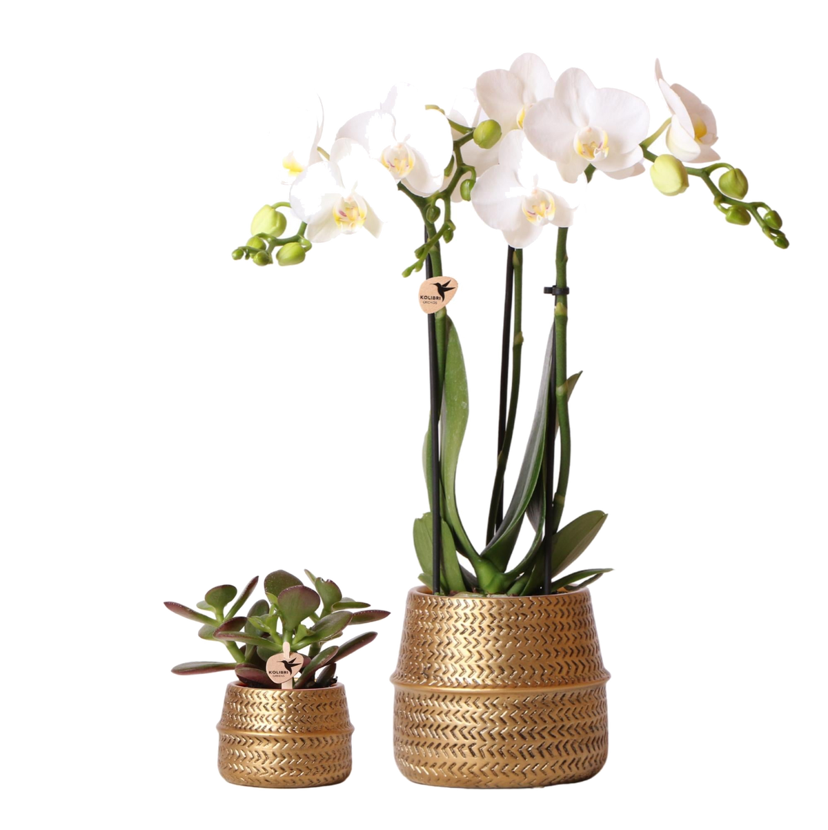Livraison plante Duo Orchidée Phalaenopsis blanche et Crassula Ovata et leurs caches - pots en céramique doré