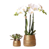 Livraison plante Duo Orchidée Phalaenopsis blanche et Crassula Ovata et leurs caches - pots en céramique doré