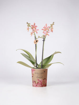 Orchidée Araignée Orange - Plante d'Intérieur Fleurie