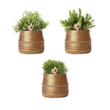 Livraison plante Box 3 Rhipsalis et leurs caches - pots doré - Ø9cm - plante d'intérieur