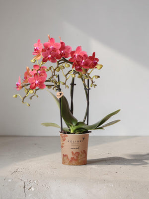 Orchidée Phalaenopsis rouge - Congo