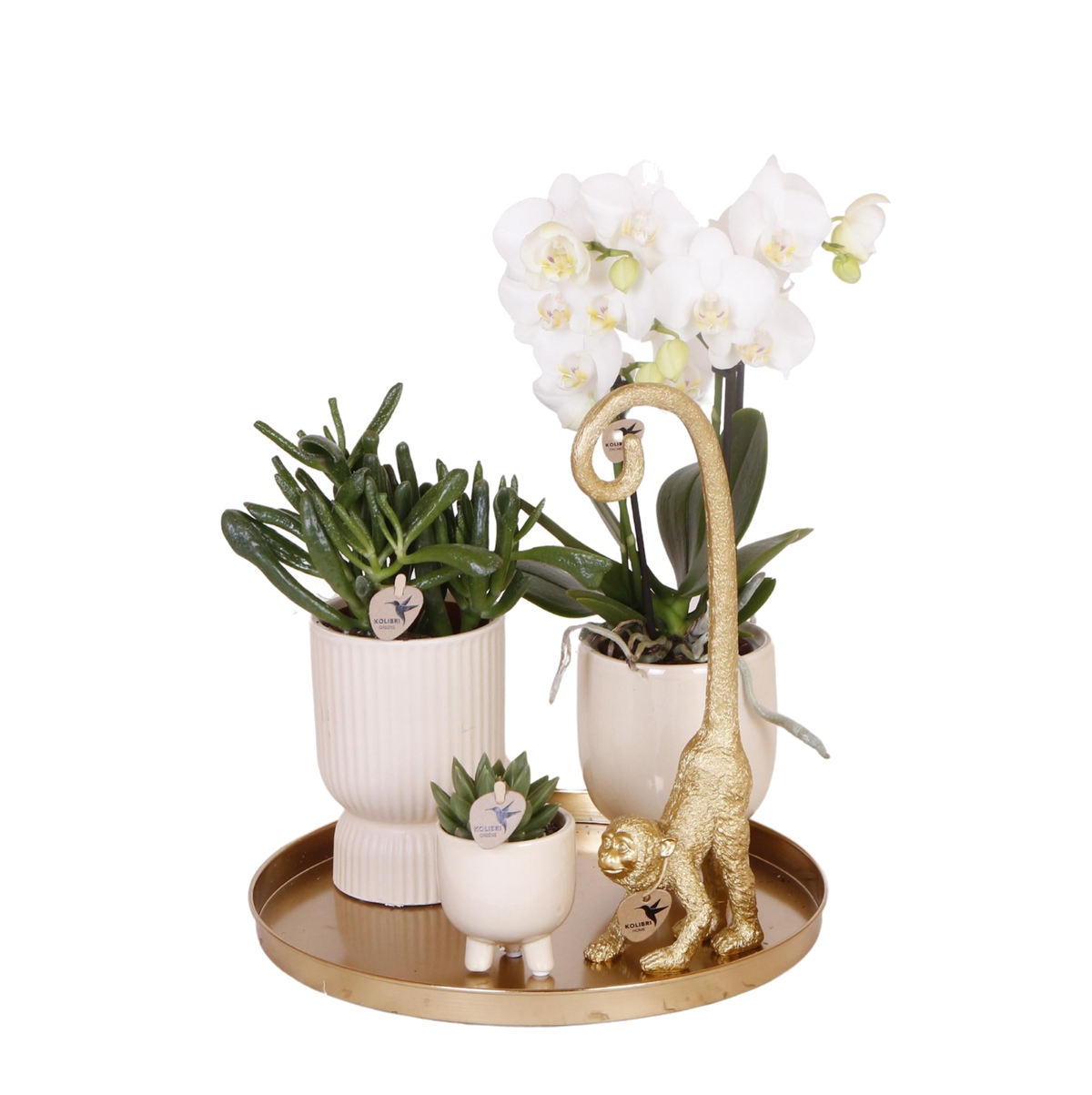 Livraison plante Set Orchidée Blanche Phalaenopsis et Succulentes en Pots Céramique