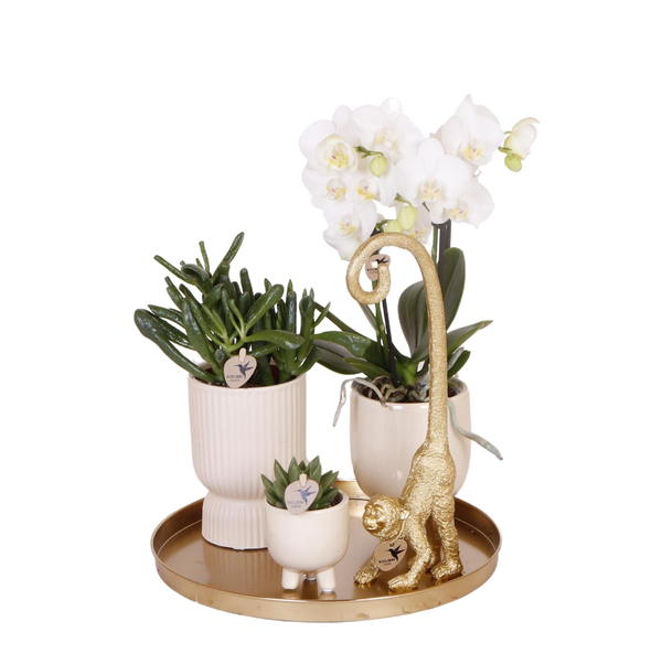 Livraison plante Set Orchidée Blanche Phalaenopsis et Succulentes en Pots Céramique