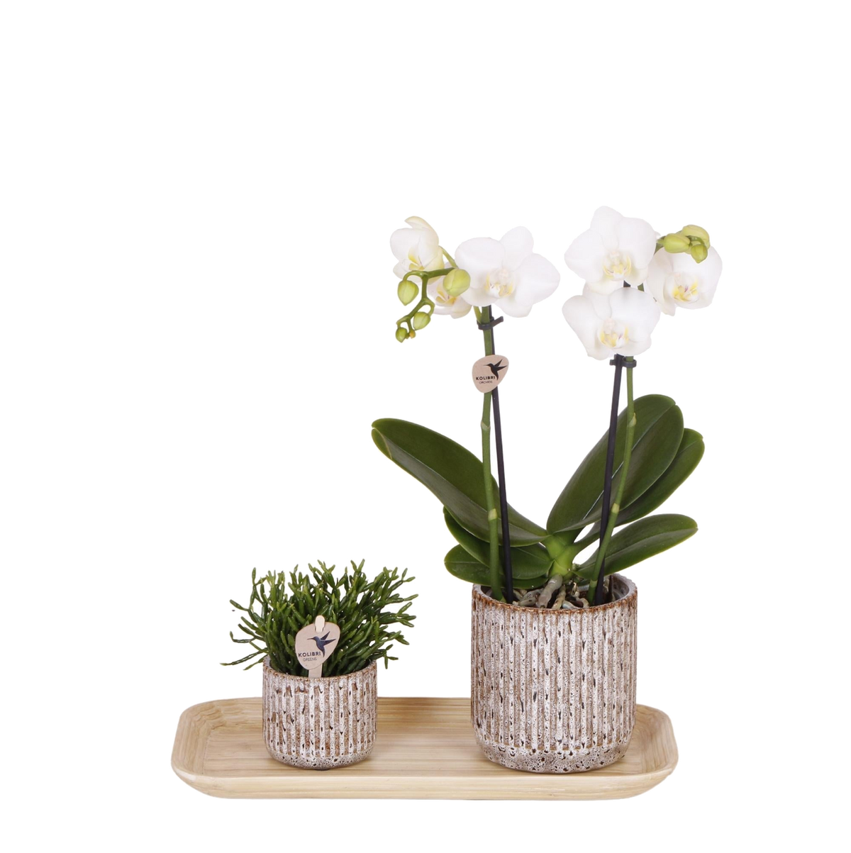 Livraison plante Orchidée Phalaenopsis en pots Jaguar et plateau bambou