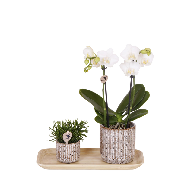 Livraison plante Orchidée Phalaenopsis en pots Jaguar et plateau bambou