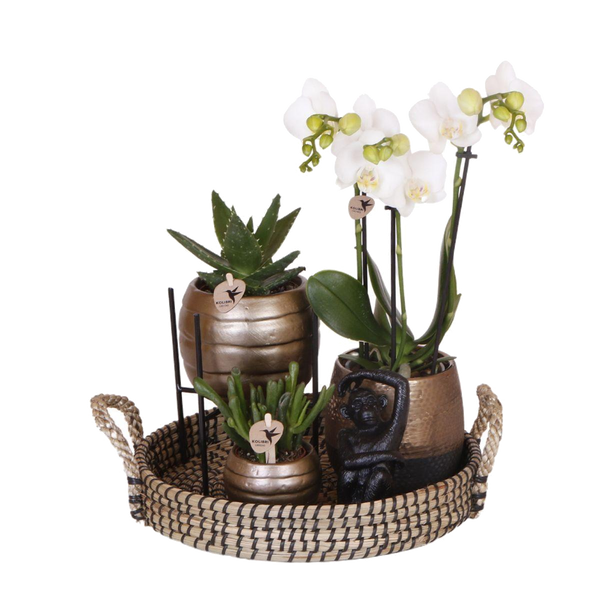 Livraison plante Coffret Home Hub | Orchidée Phalaenopsis et Plantes Succulentes