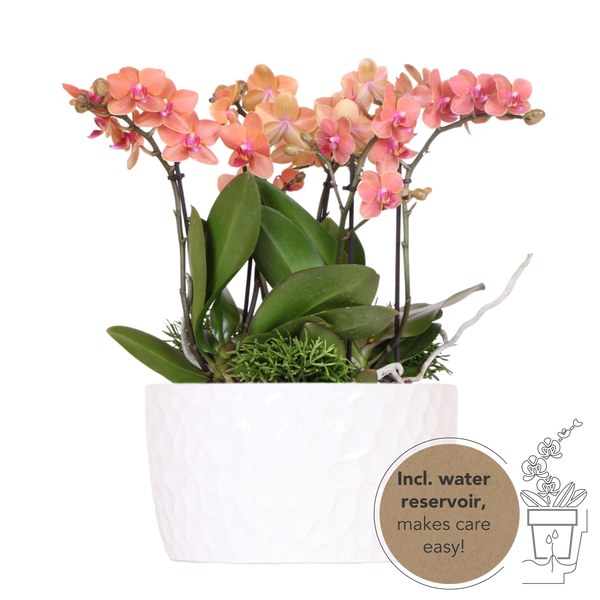 Livraison plante Bouquet Jungle Orange avec Orchidées et Rhipsalis en Bol Auto - arrosant