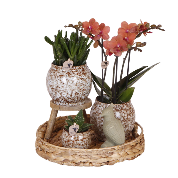 Livraison plante Coffret Untamed Nature : Orchidée Phalaenopsis et Plantes Succulentes