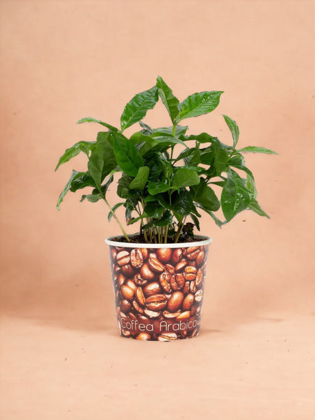 Livraison plante Caféier arabica en pot grains de café