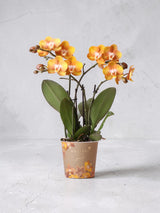Orchidée Phalaenopsis Orange - Jewel Las Vegas