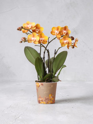 Orchidée Phalaenopsis Orange - Jewel Las Vegas