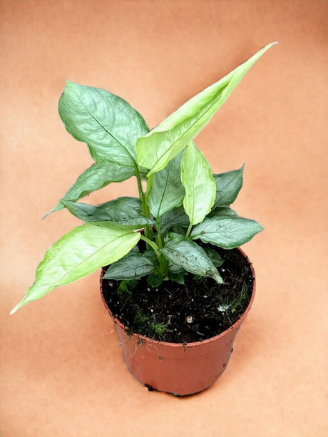 Livraison plante Schismatoglottis Sp Silver Form 